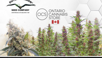 Dutch Passion cannabis seeds available for sale in Canada through OCS