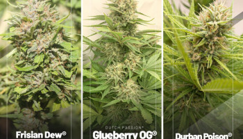 Las mejores reseñas de semillas de cannabis de abril del 2022