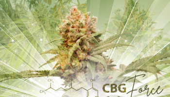 Wyniki testów laboratoryjnych odmiany CBG-Force oraz recenzja walorów dymu