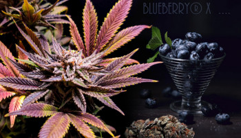 Top 5 krzyżowych odmian konopi Blueberry z lat 70.