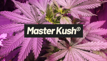 10 najczęściej zadawanych pytań dotyczących Master Kush