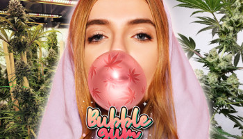 Pięć najlepszych alternatywnych odmian premium dla słynnej Bubble Gum