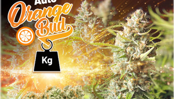 Top 5 najbardziej wyjątkowych zbiorów odmiany Auto Orange Bud