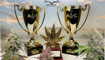 Tres copas del cannabis más para las variedades de Dutch Passion en 2023