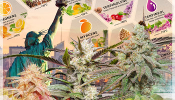 ¿Qué terpenos se encuentran en las variedades de cannabis de EE. UU.?