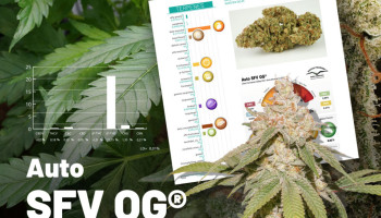 Profilo dei cannabinoidi e dei terpeni dell’Auto SFV OG