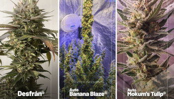 Las mejores reseñas de semillas de cannabis de junio de 2023