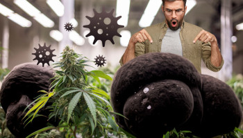 Cómo detectar y curar el moho en el cannabis