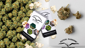 Cosa sono i popcorn buds e come fare a prevenirli?