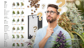 Come scegliere i semi di cannabis per una coltivazione indoor