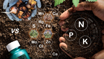 Nutrientes orgánicos versus minerales para el cannabis