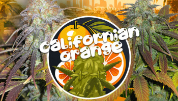 Californian Orange: la herencia de la maría californiana de los 70