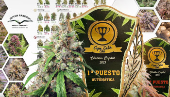 Nuove cannabis cups per l’Auto Euforia e l’Auto Banana Blaze alla Copa Cata 2023