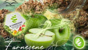 Che cos’è il Farnesene e quali sono gli effetti di questo terpene?