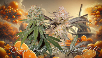 Orange Bud 2.0 vs. Orange Bud original, comparativa en profundidad