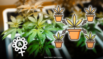 Si possono clonare le piante di cannabis autofiorenti?