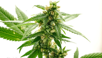 Analyse du processus de croisement des variétés de cannabis d'Antonio