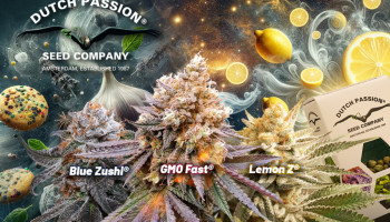 Nowe nasiona konopi: Blue Zushi, GMO Fast i Lemon Z