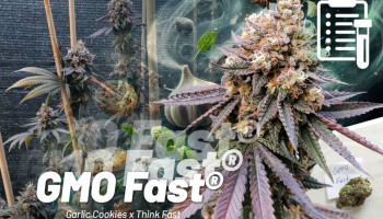 Nasiona GMO Fast testowane na poziomie 25% THC