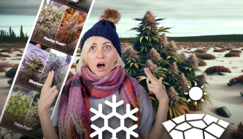 Las 5 mejores cepas para cultivar en climas fríos y secos