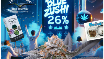 Nasiona Blue Zushi testowano na poziomie 26% THC