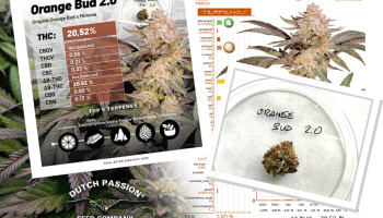 Orange Bud 2.0 nasiona konopi analiza laboratoryjna