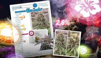 Blue Zushi osiąga oszałamiającą zawartość terpenów na poziomie 2,6%