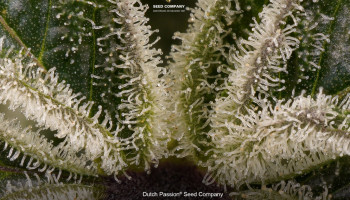 ¿Qué son las hojas de azúcar de cannabis y cómo utilizarlas?