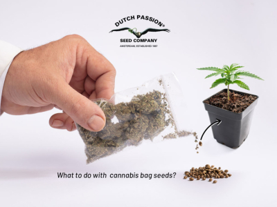 Qué hacer con las semillas de bolsa de cannabis?