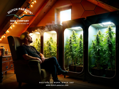 Come ottenere dei raccolti perpetui con la cannabis