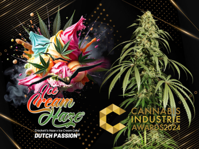 Ice Cream Haze primé Meilleur Produit de Culture aux Cannabis Awards 2024