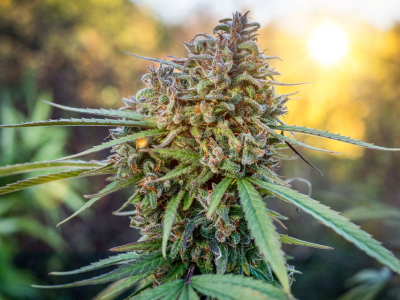 ¿Cuánta luz solar necesitan las plantas de cannabis de exterior?