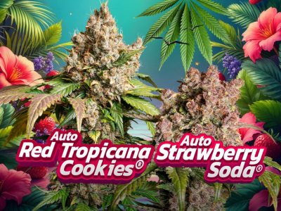 Vi presentiamo l’Auto Red Tropicana Cookies e l’Auto Strawberry Soda