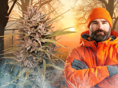 Varietà di cannabis outdoor che gestiscono da campionesse le fredde notti primav