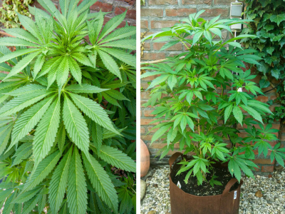 Come dovrebbe presentarsi a Giugno una pianta di cannabis outdoor sana?