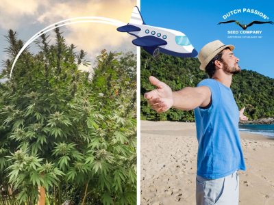 Le piante di cannabis possono sopravvivere alle vacanze estive? 
