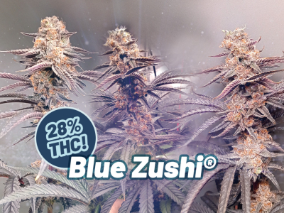 Blue Zushi: nuovi test di laboratorio mostrano un contenuto di THC che raggiunge
