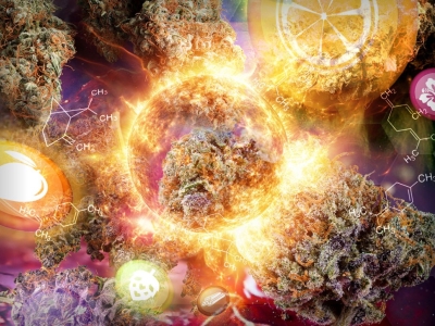 La scienza della degradazione dei terpeni nei climi più caldi