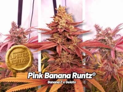 Pink Banana Runtz: 27% THC limited edition scorcher