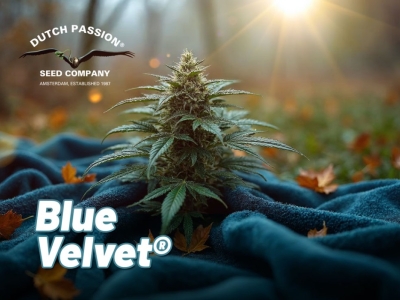 Vergeten cannabissoorten: Blue Velvet