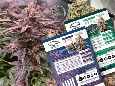 Slush Mint Cake mit über 27 % THC-Gehalt getestet