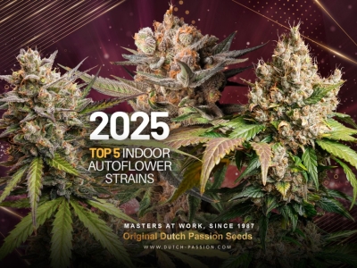 Top 5 samonakvétacích semen konopí pro pěstování v indooru za rok 2025