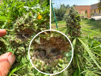 Cannabis bud rot symptoms, prevention & cure