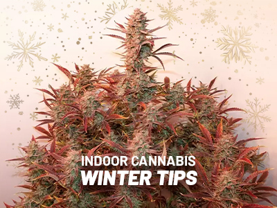 Nejvychytanější tipy pro zimní pěstování konopí indoor