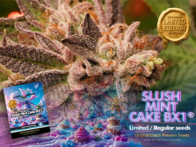 Xmas 2025: Slush Mint Cake BX1 regulérní semínka a k tomu vánoční slev