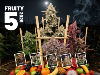 Las 5 mejores semillas de cannabis feminizadas afrutadas