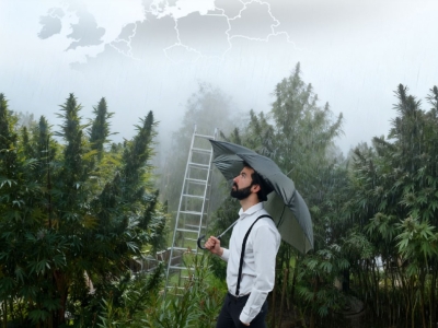 Warum Nordeuropa spezielle Outdoor-Cannabissamen benötigt