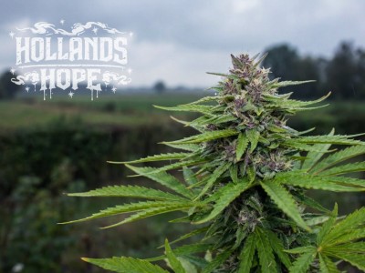 Storia della varietà di cannabis Hollands Hope e consigli per la coltivazione