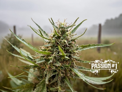 Passion #1 cannabis strain story and grow tips