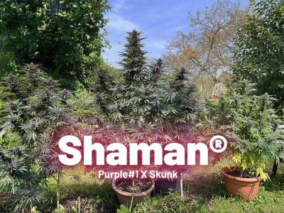 Shaman cannabis strain story and grow tips